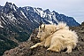 Resting Mountain Goat #1